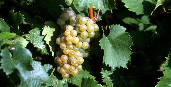 法国波尔多法定葡萄品种,波尔多式葡萄品种大全