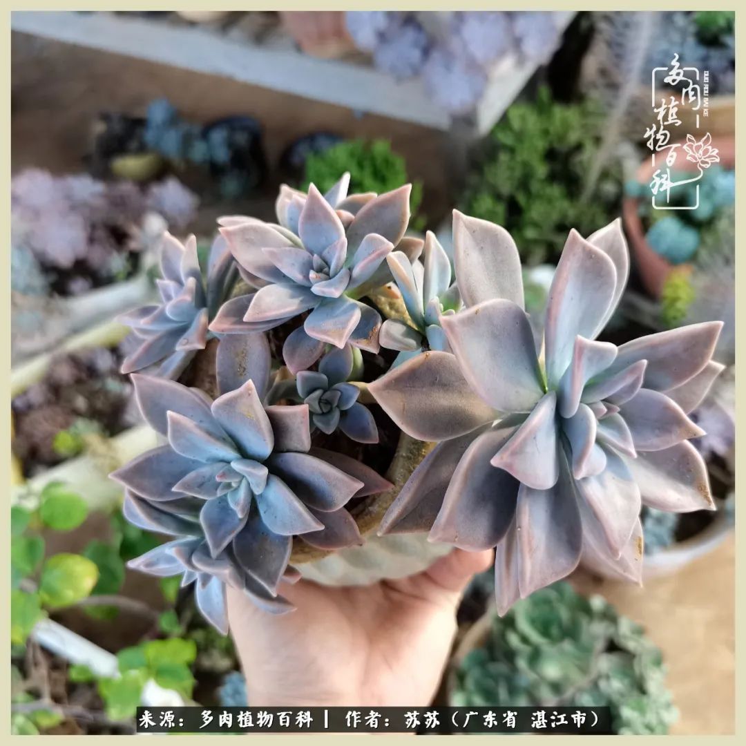 不要辜负与多肉的美好时光,多肉可以给人岁月静好的感觉