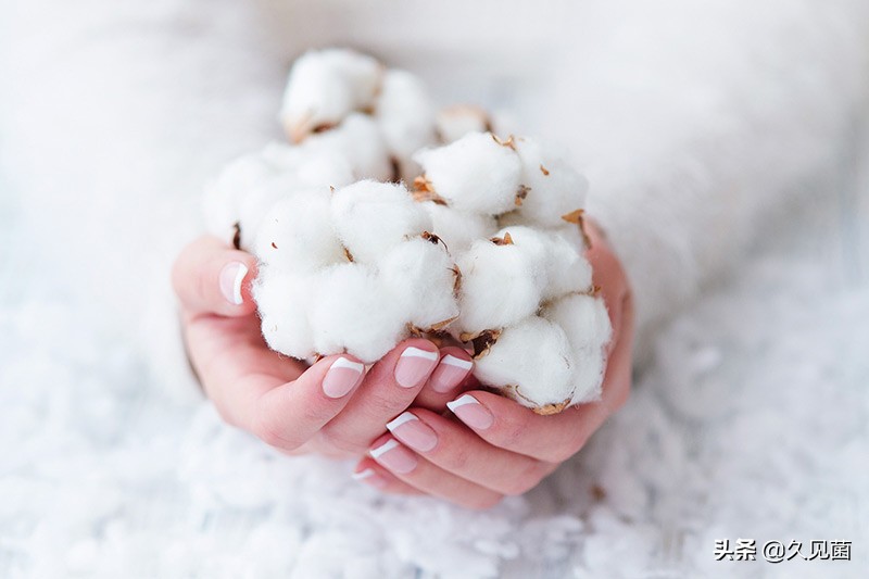 新疆新棉种植受灾情况,关于新疆棉花的发展形势及对策