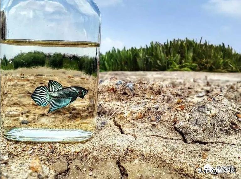 泰国斗鱼和中国斗鱼的杂交品种,中国斗鱼与泰国斗鱼哪个更厉害