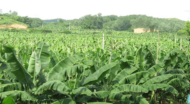 温柔的德牧视频,牧羊犬来福