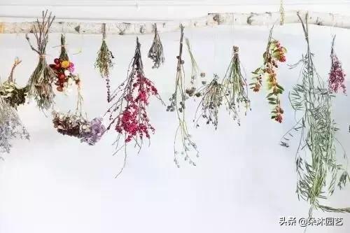 干花如何定格在墙上,干花制作5朵花教程