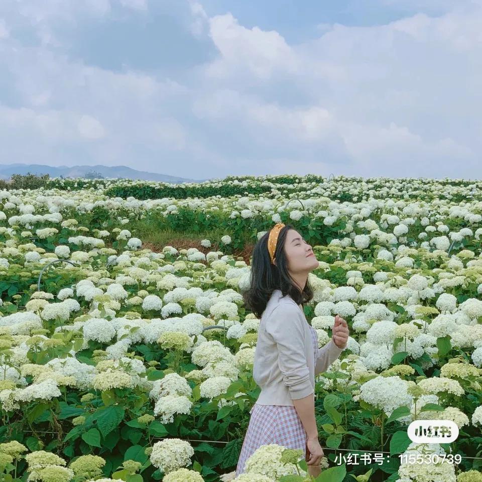 昆明绣球花推荐,昆明赏绣球花季节