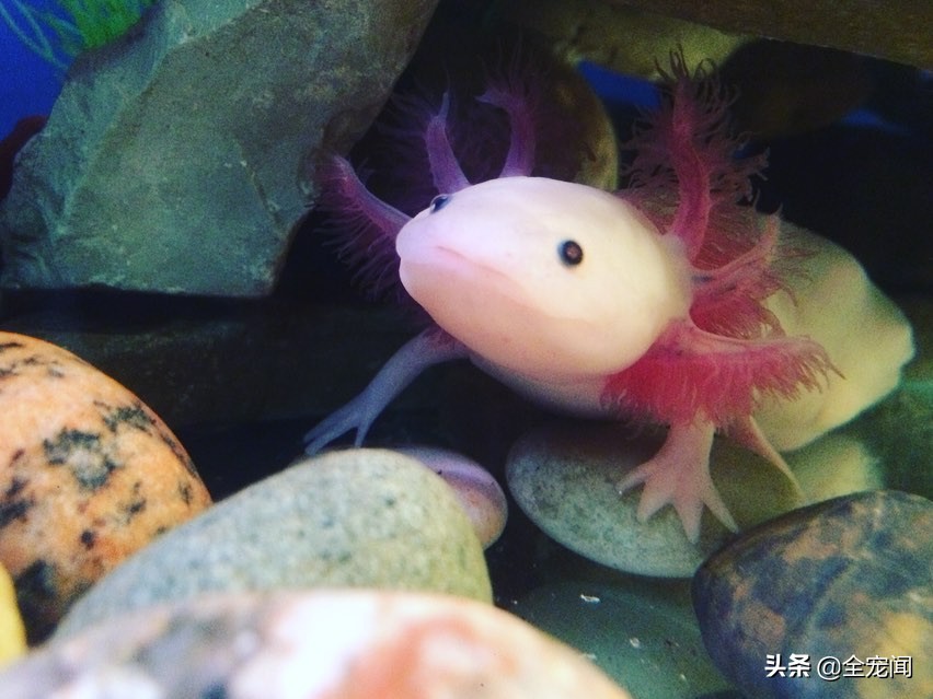 六角恐龙鱼和美西螈有区别吗,水族观赏六角恐龙