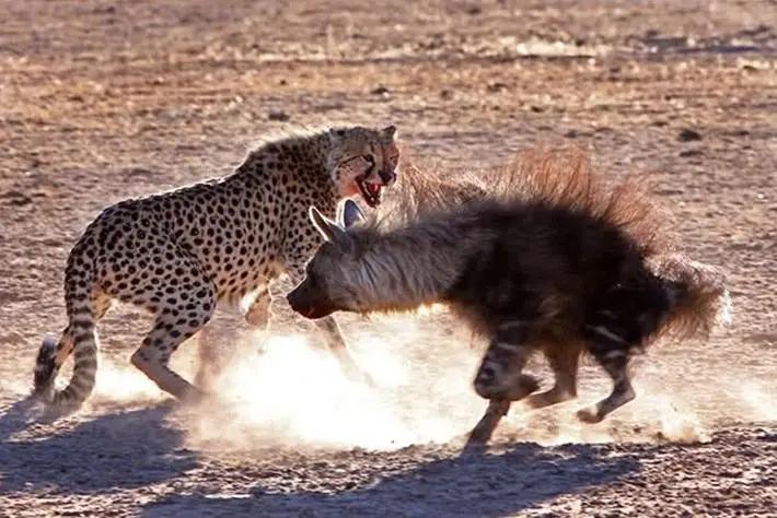 胡狼“大帝”：比平头哥胆子还大的非洲蹭饭王