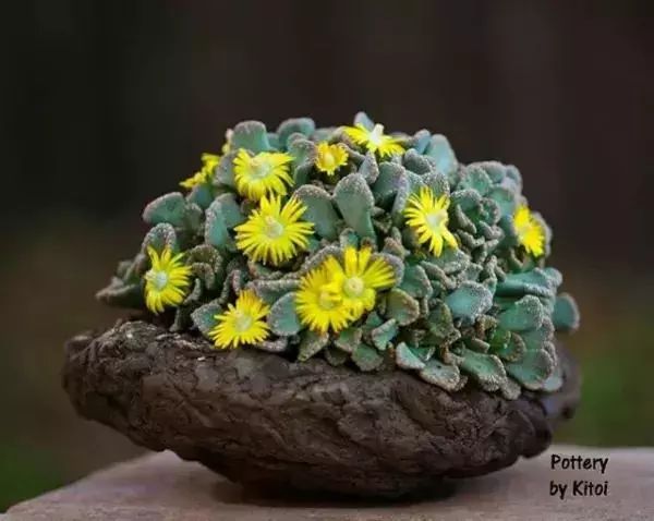 大叔养多肉20年，一片叶子上万块，盆盆都快成精了！