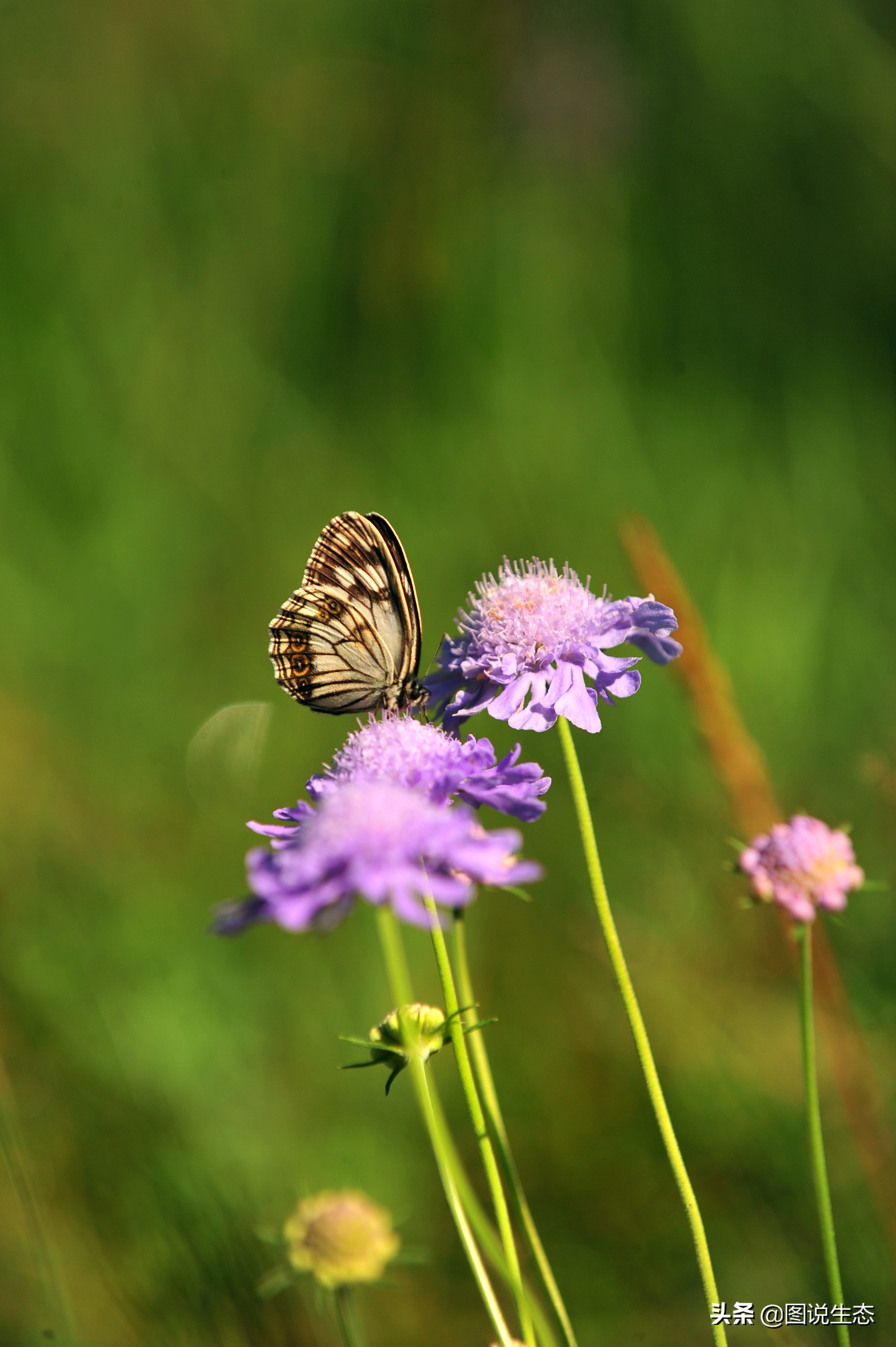 一口气看完塞罕坝全篇,参观塞罕坝有感1000字