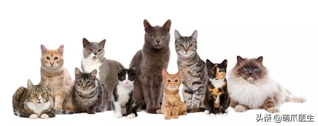 猫咪下巴长了黑头？千万别去抠，那是猫咪患上了毛囊炎的症状