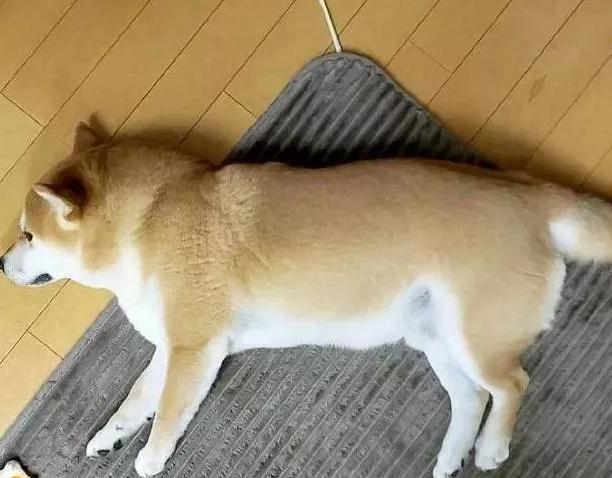 柴犬被批评生气哭了,柴犬的主人要求道歉