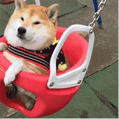 幼犬不听话可以电它吗,宠物不听话控制不住