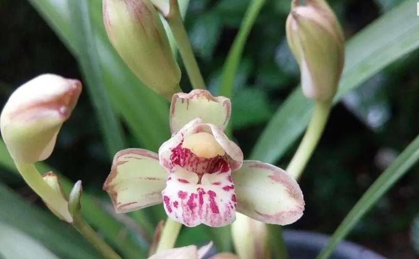 最好的兰花品种图片及名称大全,各种兰花品种详细介绍大全