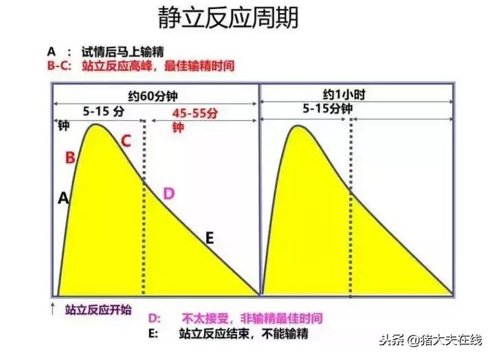 两张图告诉你母猪最佳配种时间，提高产仔数！