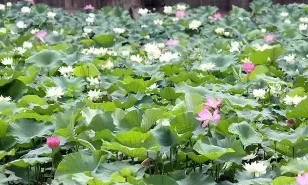 徐州荷花欣赏景区,徐州云龙湖赏荷花