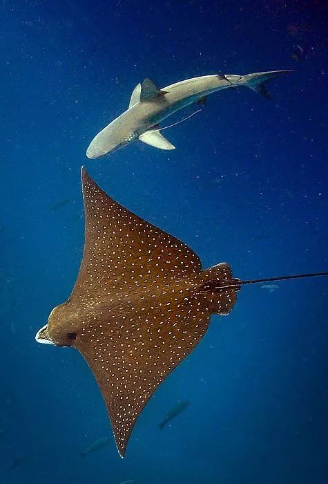 五彩斑斓的海底,五彩缤纷的海底世界介绍