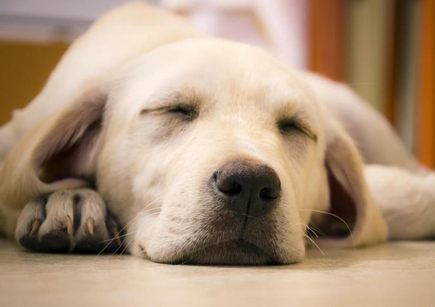 如何让狗狗快速养成不挑食的习惯,家犬吃得多不挑食的狗狗有哪些