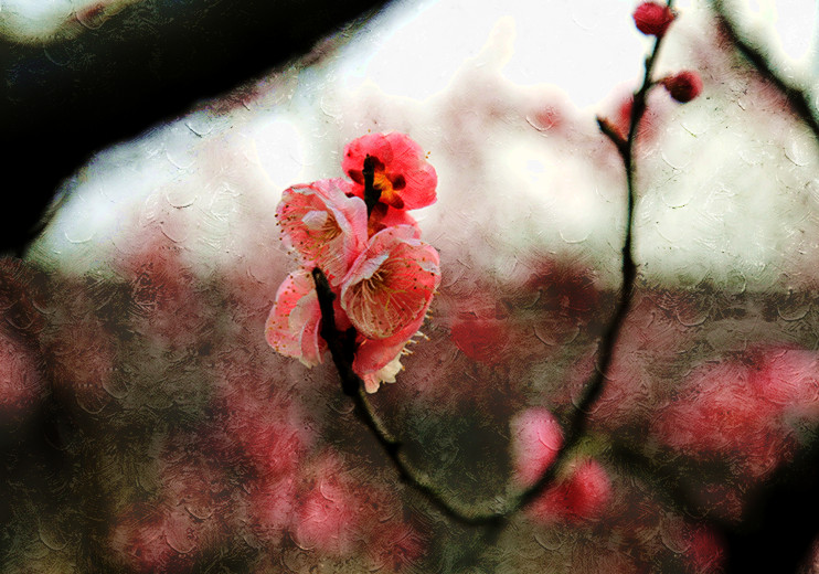 南京古林梅岭，二梅报春；盆景园梅花，婀娜多姿