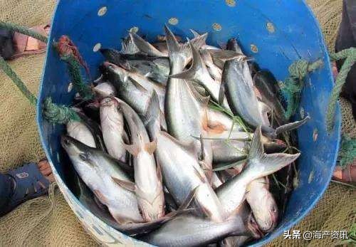 各地海鲜市场在疫情影响下的价格,海鲜疫情价格波动