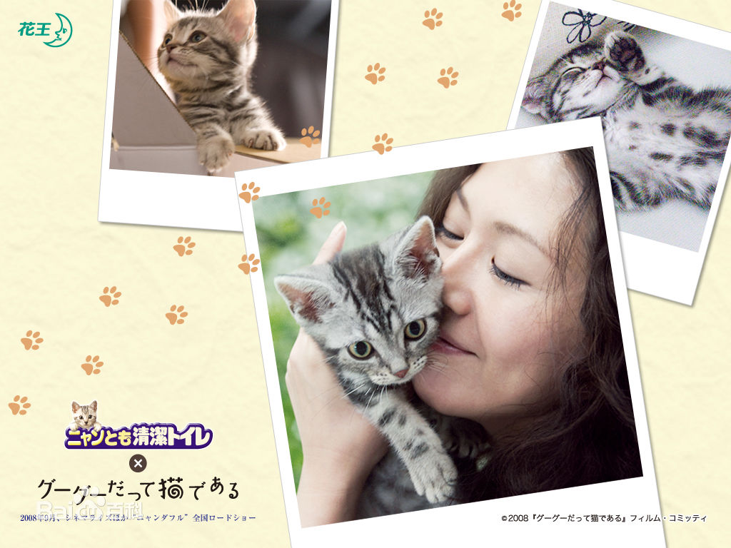 养猫人必看的电影,盘点九部高分猫咪电影