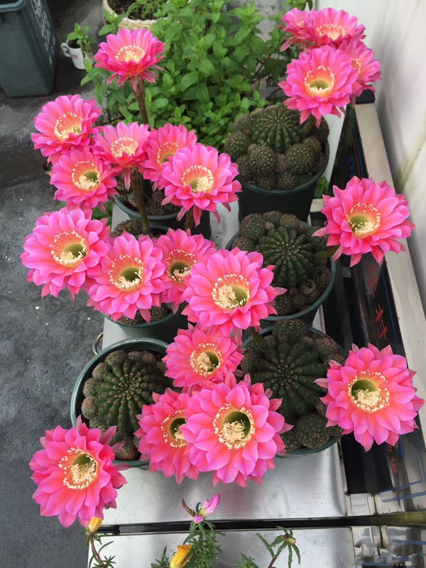 仙人球类的盆栽有哪些品种图片,最能开花仙人球盆栽