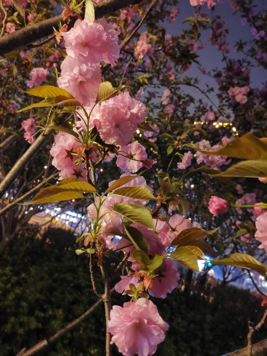 狂傲之人必有其狂傲资本读李白《宣州谢朓楼饯别校书叔云》