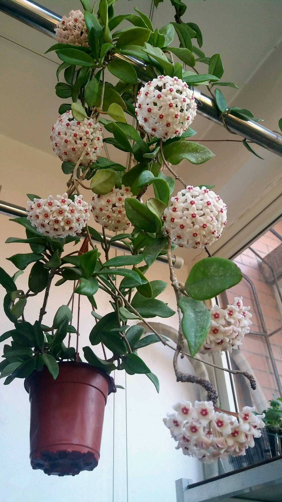 今年流行网红花,漂亮又好看的网红花