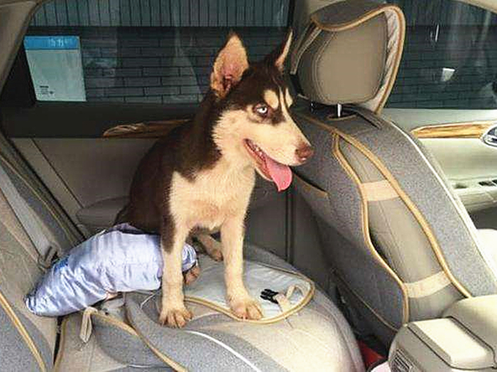 哈士奇辟谣,哈士奇不听话铲屎官拿出一样兵器