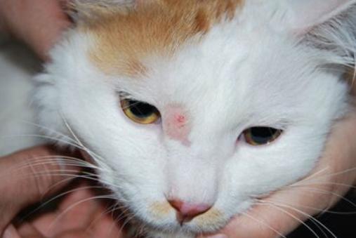 家里猫咪无论怎么样都不听话,家里猫咪现在很少打呼噜了