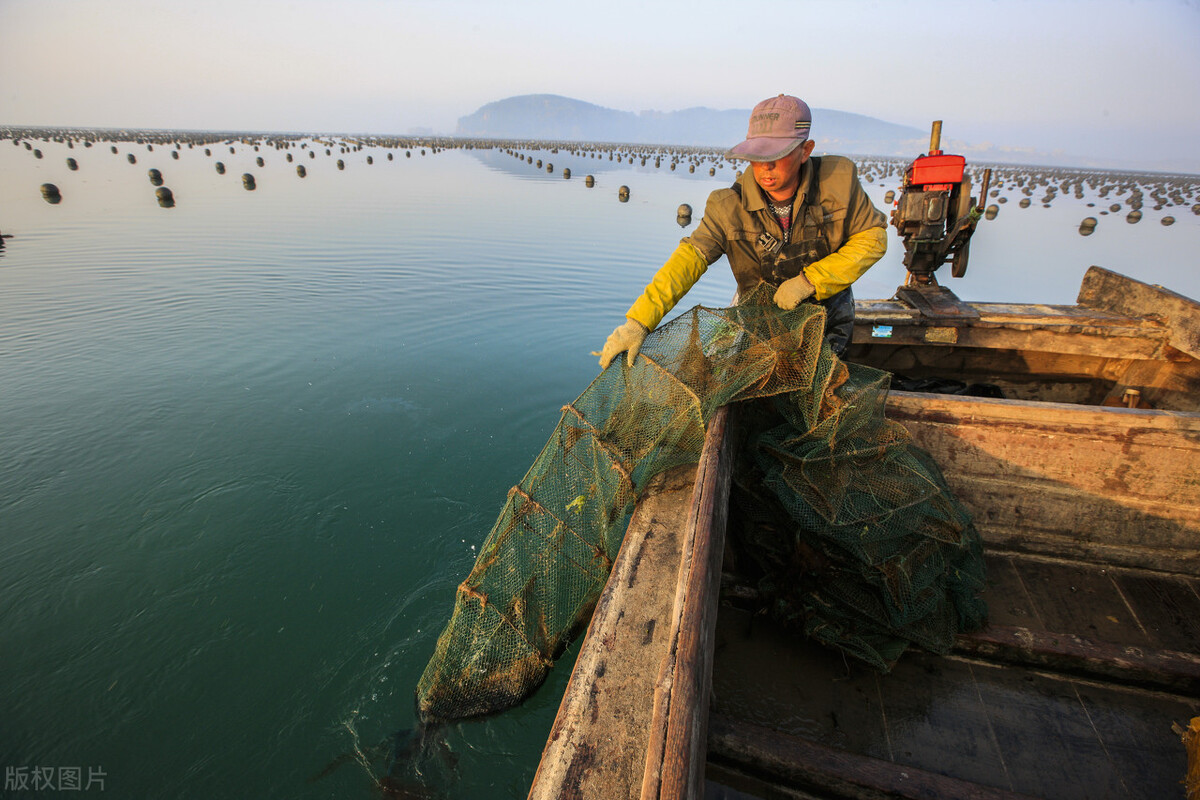 地笼网捕龙虾用什么当诱饵最好,地笼捕龙虾下在什么地方