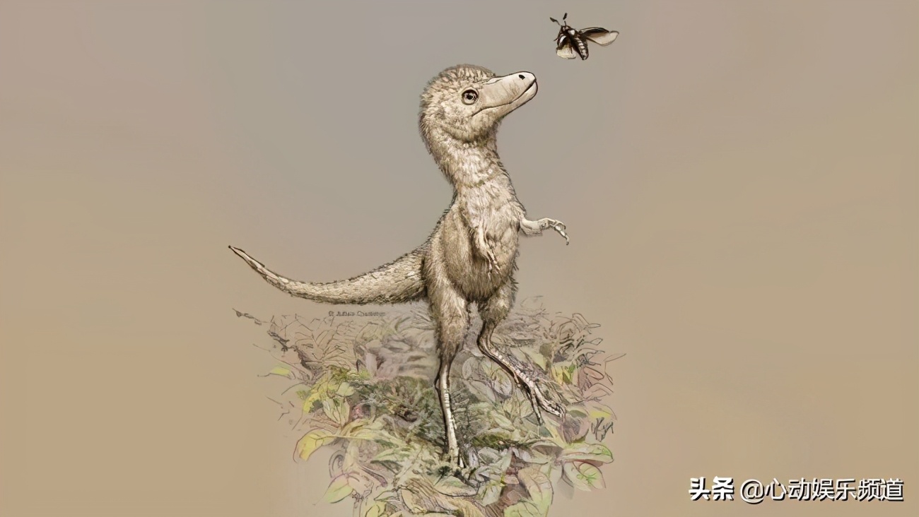 幼崽霸王龙有多大,霸王龙犬有多大