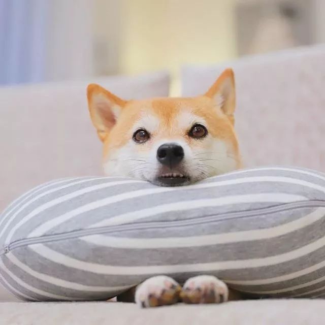 比人还会拍照的狗，简直萌炸朋友圈了