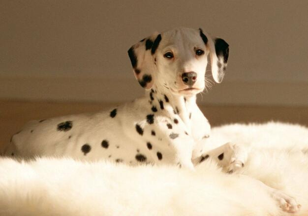 大麦町犬怎么聪明了,大麦町犬是不是斑点狗