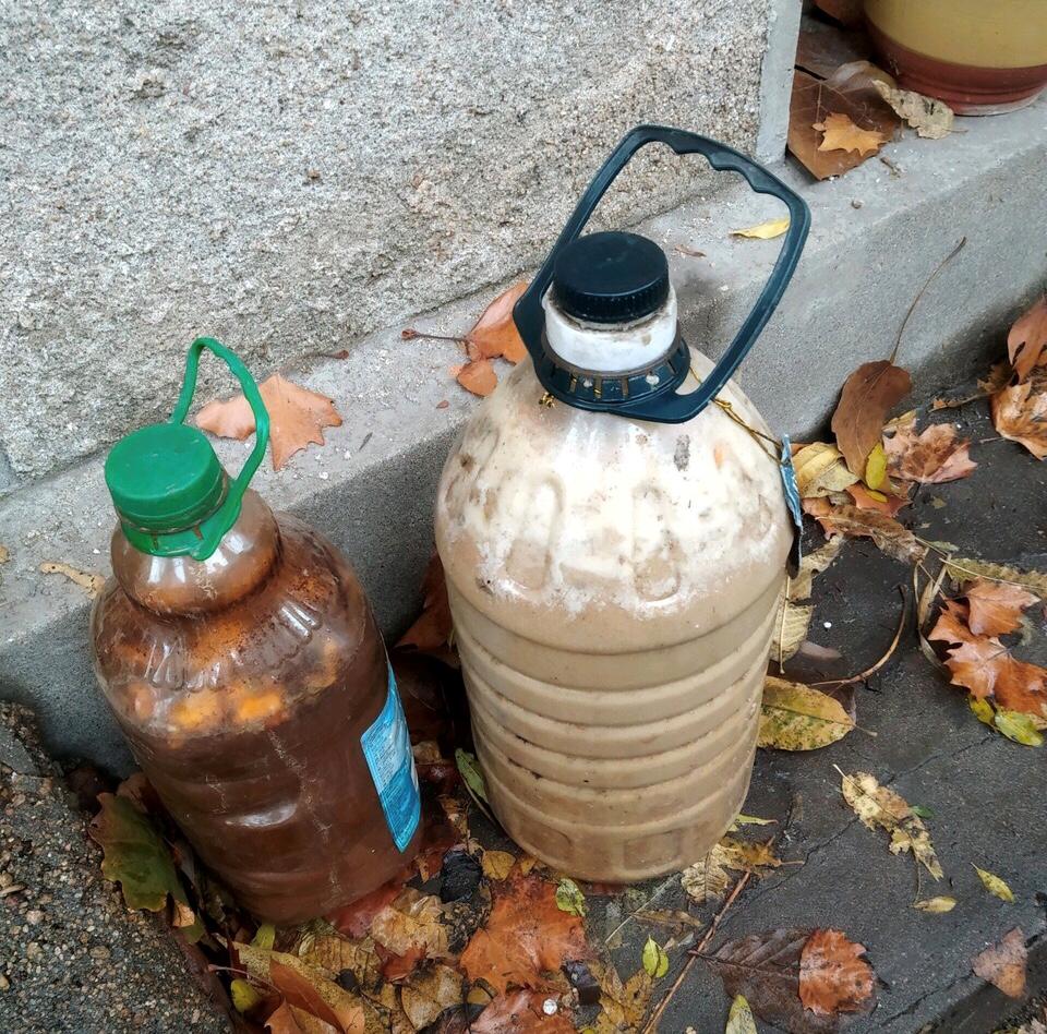 君子兰如何过冬保暖,家养君子兰注意事项