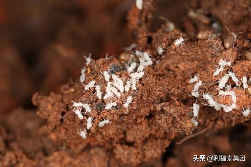 湖南木头里白蚁灭杀防治,山西橱柜白蚁灭杀好方法