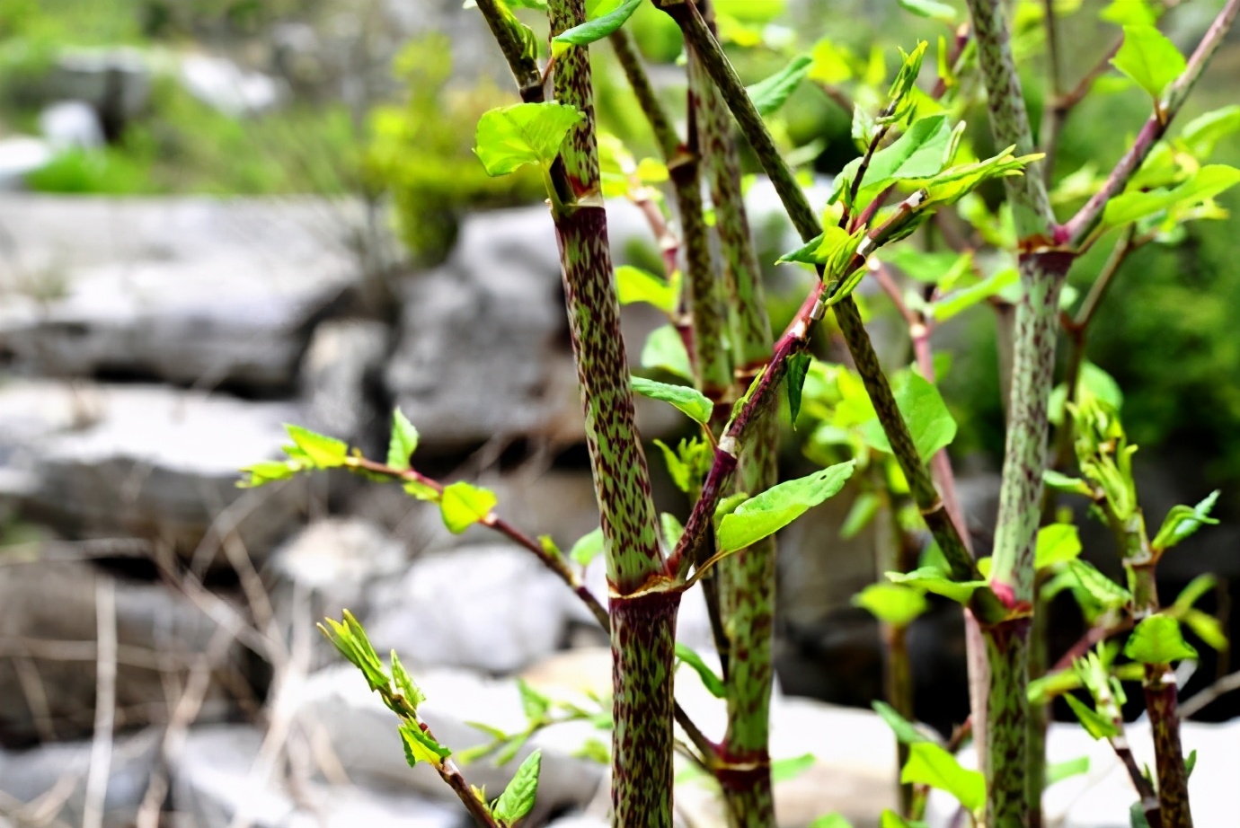 与竹笋相似的野菜,原生态野菜竹笋
