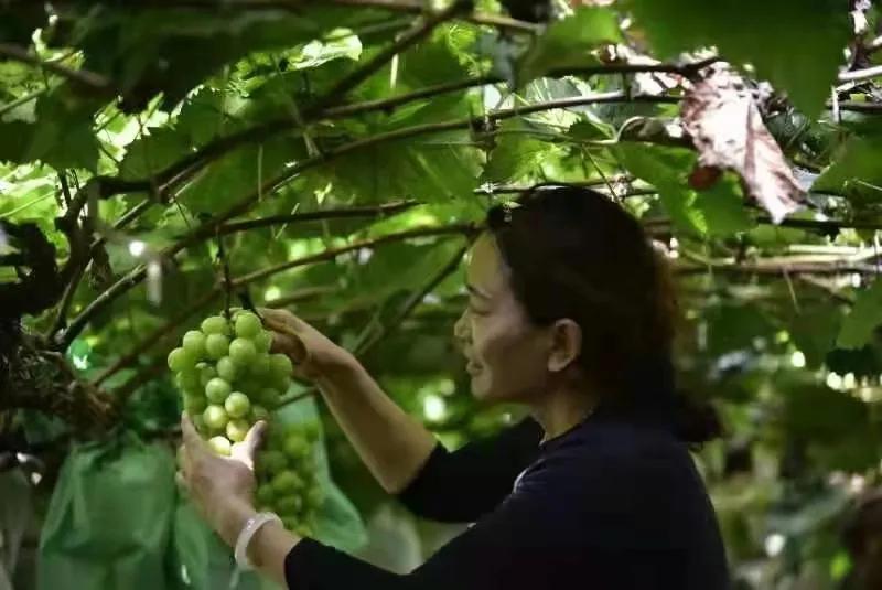 涡阳县丹城镇：在家创业路子宽葡萄铺就致富路