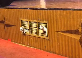 晚会喵、监考喵、楼长喵，被大学生宠爱也太幸福了吧