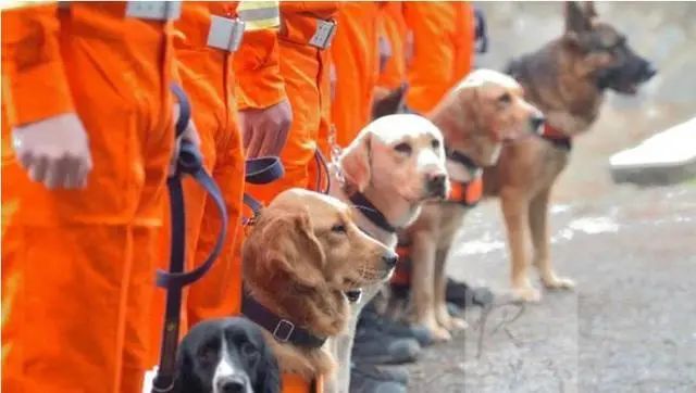 14年前67条搜救犬有哪些,最好的搜救犬是哪只