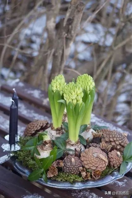 松塔创意手工实用又好看,松塔创意手工动物