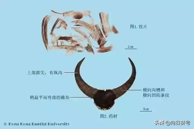 每日一药-水牛角