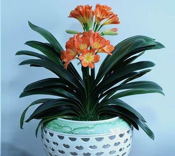 九月养君子兰，选好土壤直接换盆，加上一种肥，养出大肉根