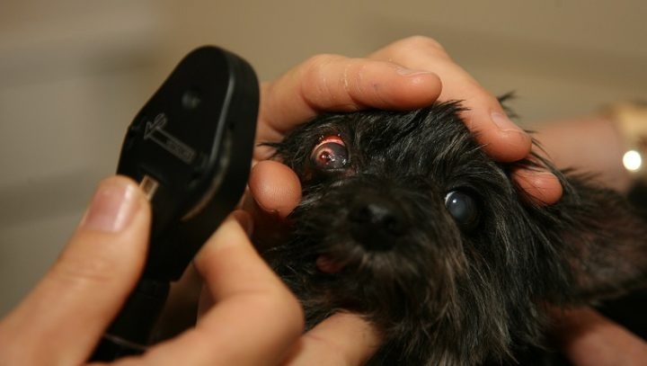 狗狗最常见的十大疾病,盘点狗狗常见的六种疾病