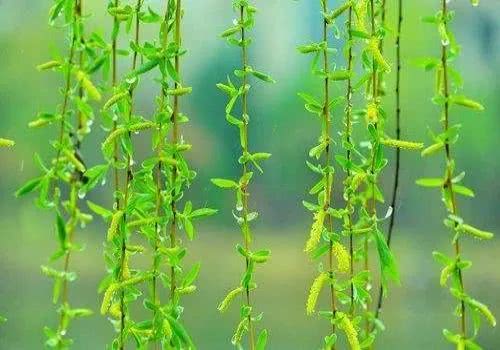 咏柳七言绝句大全,咏柳七言绝句100首