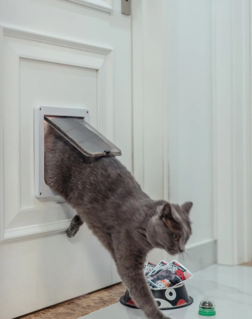 装修分享|养猫指南：铲屎官必看家装攻略