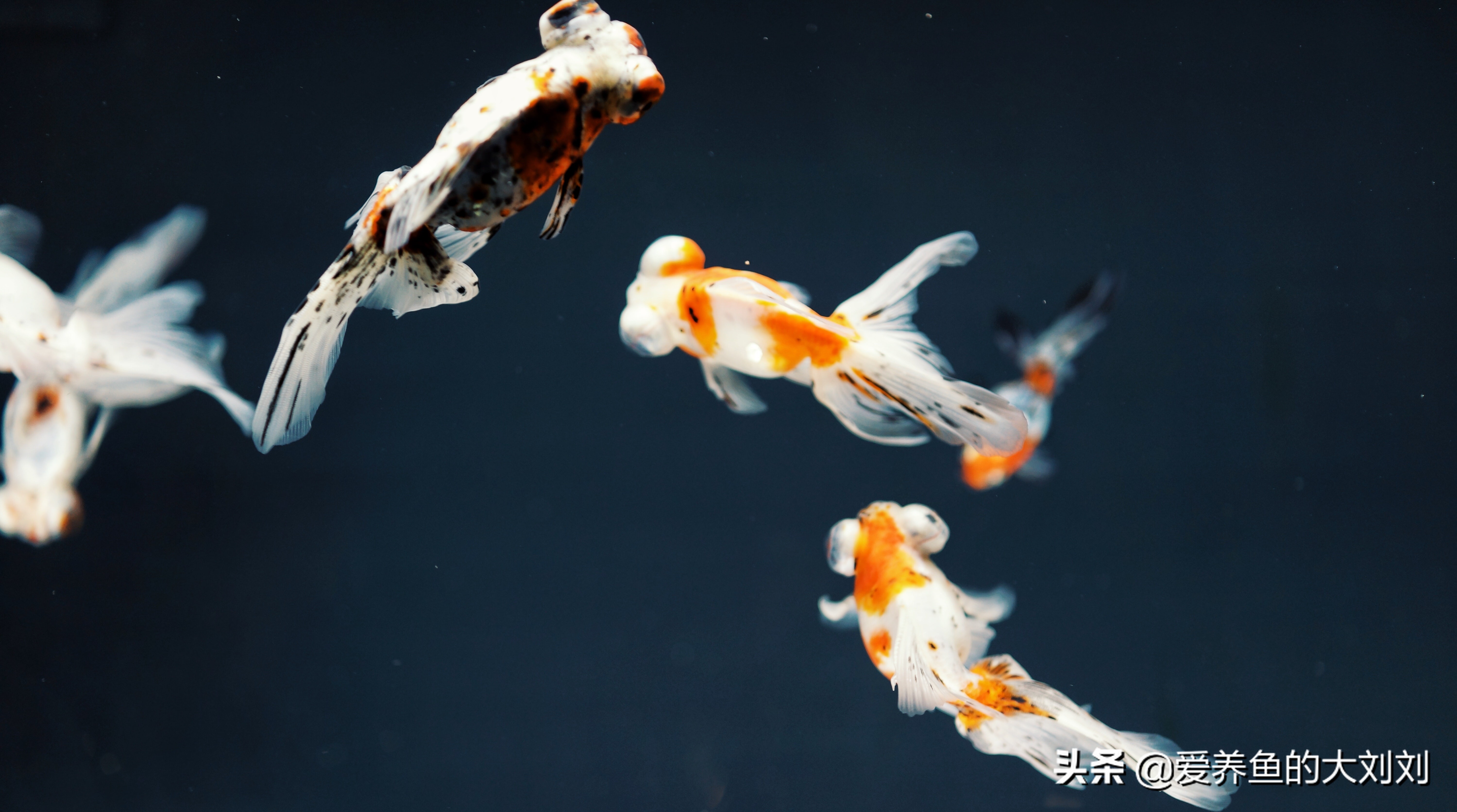 金鱼该怎么养才能让它延长寿命,金鱼寿命一般是多长时间