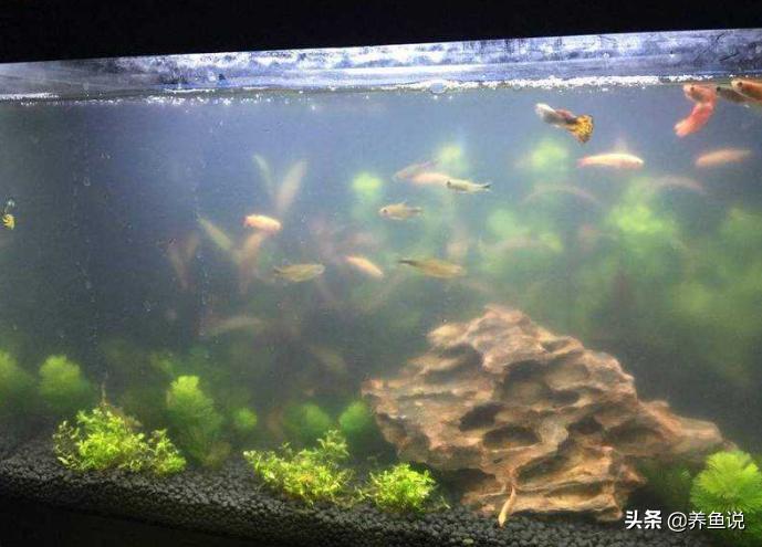 鱼缸水浑浊怎么处理才正确,鱼缸水质浑浊怎么处理方法图解