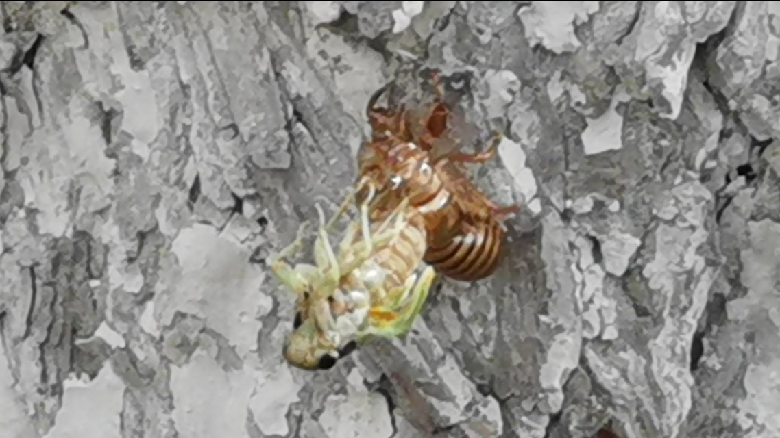 金蝉脱壳记原文,金蝉脱壳记