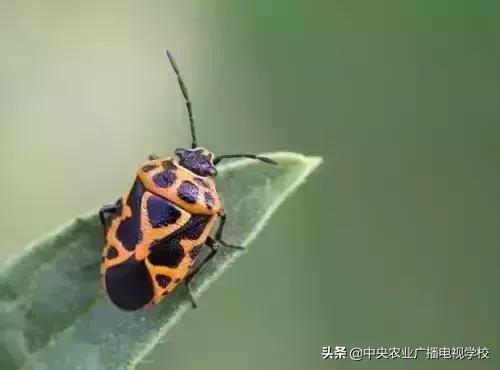 蔬菜地下害虫的最佳防治方法,防治蔬菜害虫用小苏打和白醋怎样