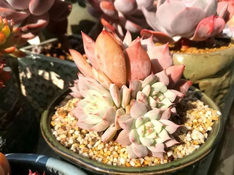 冬日暖阳邂逅最美的多肉,冬日暖阳和多肉暖了我的心