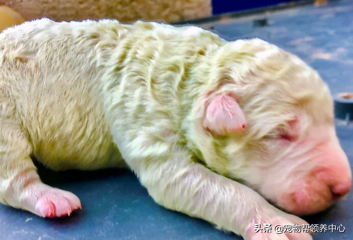 幼犬绿色稀的便便什么原因,幼犬出生1个月毛为什么会变色