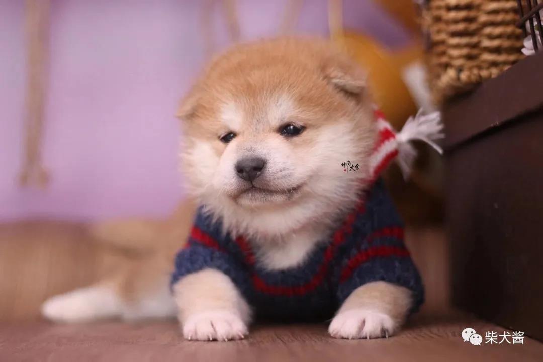 柴犬犬舍哪家靠谱,柴犬买犬舍还是宠物店好